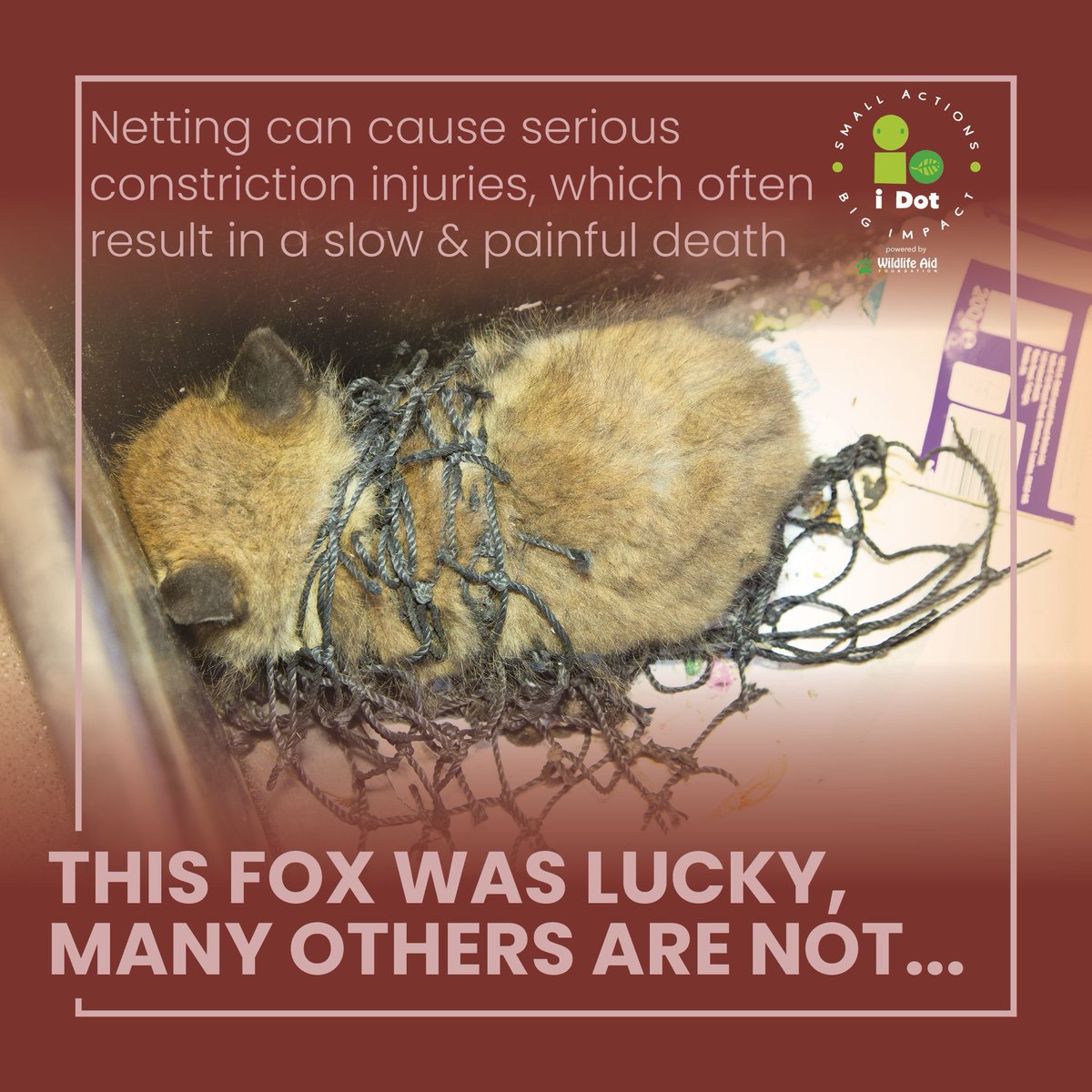 Today’s #iDot – Tidy away unused garden netting
This poor little #fox cub was yet another close call in British #wildlife’s fight for survival.
Please think about the consequences your actions can have on the life around you - tidy away netting whenever you are finished with it.