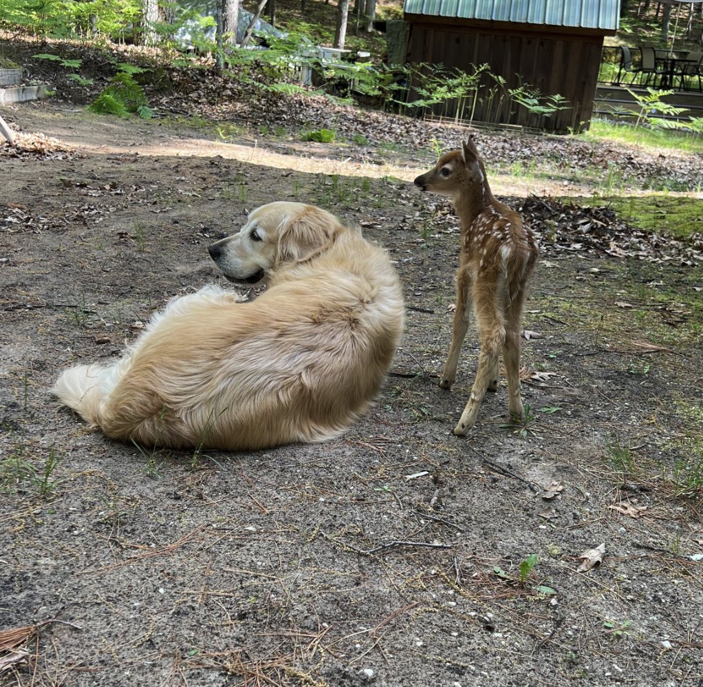 YOU GUYS. My colleague had a random fawn wander into their yard and after 48 hours of random visits, it's best friends with their dog, Molly.