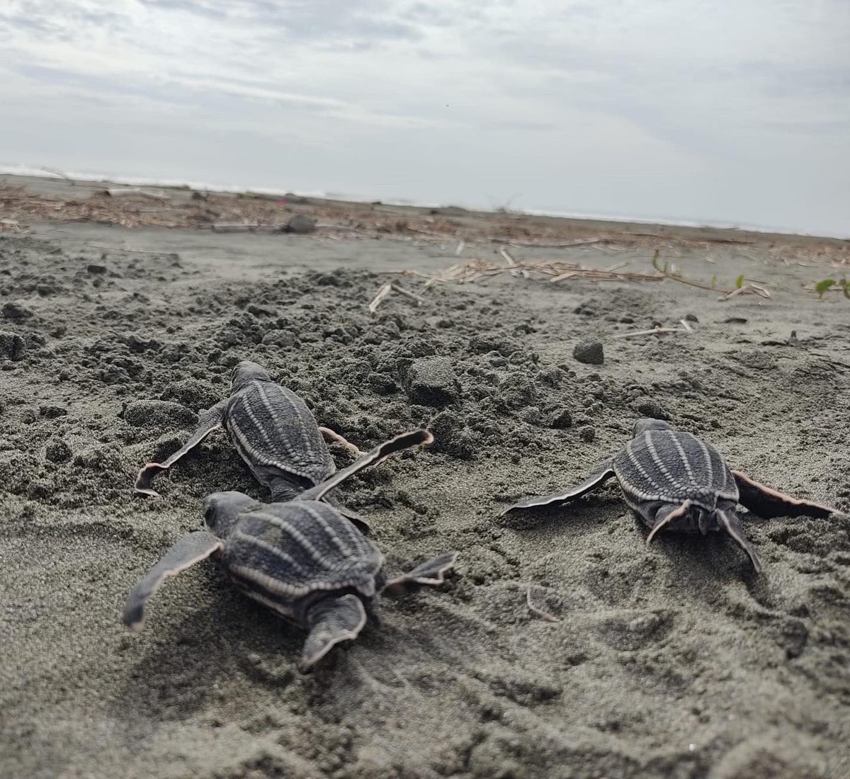 SeaTurtleConservancy tweet media