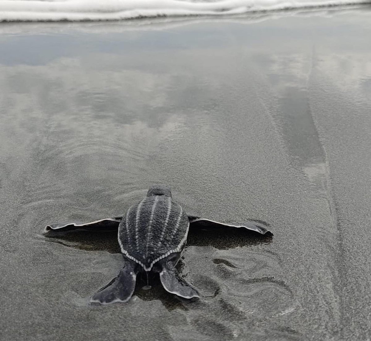 The first leatherback hatchlings of the season have made their appearance at Soropta Beach in Panama! Thanks to our team <a href="/stcbocas/">SeaTurtleConservancyBocas</a> for the photos and all of their hard work protecting this endangered species 🖤
