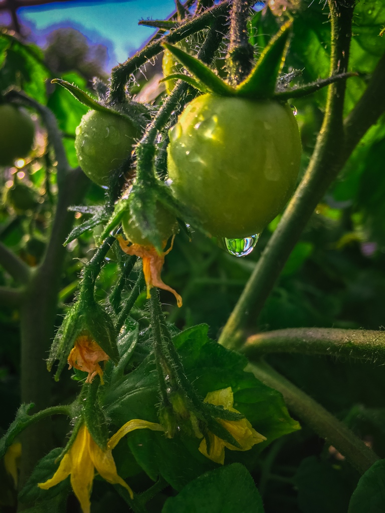 We will still have bedding plants at market this weekend! Come get some beautiful tomatoes to get your garden beds ready for a tasty summer!