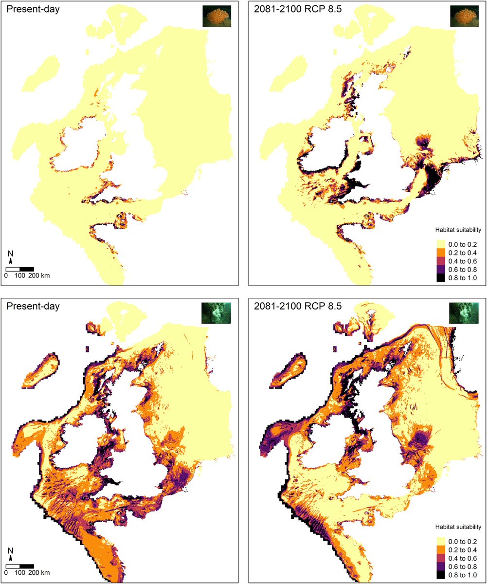 Dr Lucy A Hawkes (@drlucyhawkes) on Twitter photo New #ExeterMarine study shows European soft corals spreading north with warming sea temperatures! Read it here: peerj.com/articles/13509/ @ExeterMarine @CLESUniofExeter @BrendanGodley <a href="/ProfCallum/">Callum Roberts</a> New #ExeterMarine study shows European soft corals spreading north with warming sea temperatures! Read it here: peerj.com/articles/13509/ @ExeterMarine @CLESUniofExeter @BrendanGodley <a href="/ProfCallum/">Callum Roberts</a>