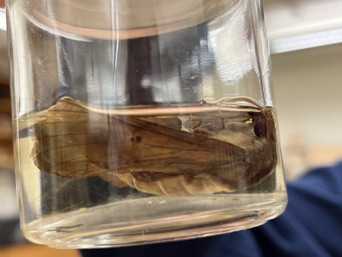 LVCEnvi's tweet image. Libby Geist (BIO, ENVI minor ‘22) &amp;amp; Taylor Casey (ENVI ‘22) are spending the summer working with Dr Becker. They’re helping him investigate how the invasive spotted lanternfly is changing the insect community of LVC’s Research Preserve. #LVCEnvi #LVCResearch