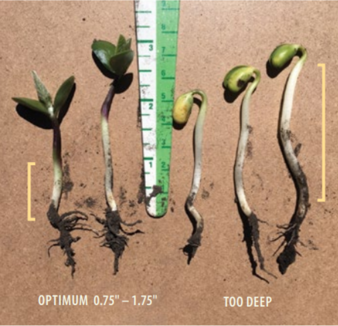 Soybean Seeding Tip
To support rapid emergence consider the recommended seeding depths for soybeans of 0.75 to 1.75″ and avoid seeding on the deep end of this range.  Aim for 1/2" into moisture #plant22 #mbag