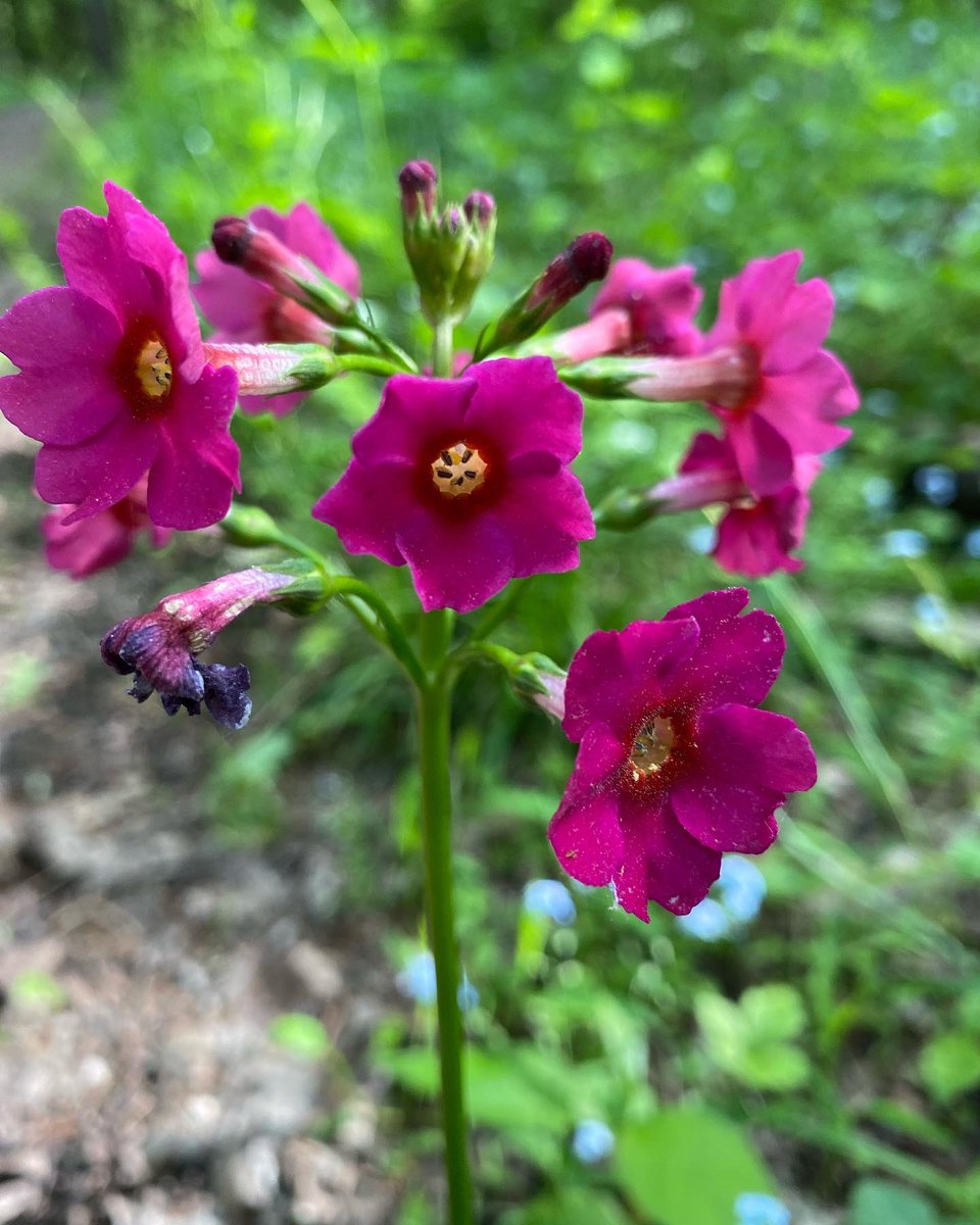 Enjoying nature while out running last night. The air was so sweet from the honeysuckle and all the flowers in bloom. Nature rocks! #lifeistrailrunning #stoppedtosmelltheflowers #trailrunningviews #trailrunninglife #3run5 #runthedirt #thebeautyofnature