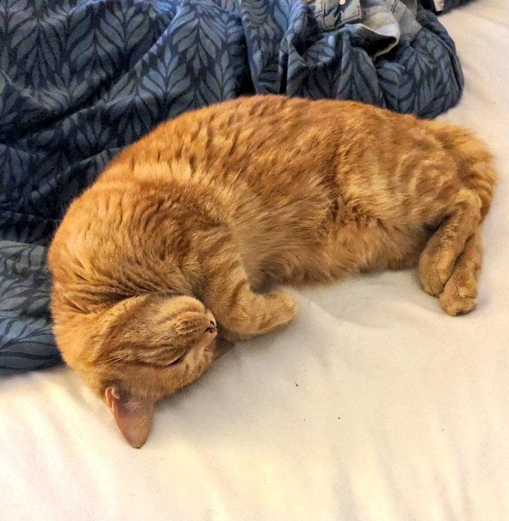 Out of office is on and I am ready for a week of cat naps as demonstrated by Hamsi. #CatsOfTwitter