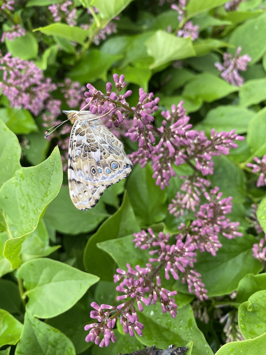 Fly Butterflies! 🦋#cherokeeinspires