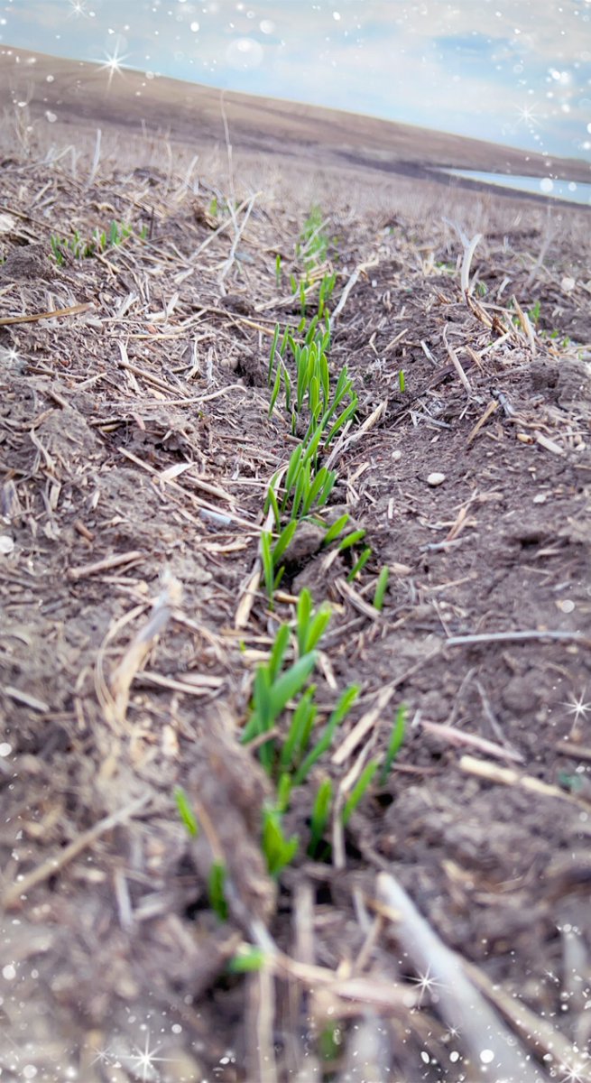 Such a wonderful sight….the first seeded crops coming through the surface ☺️🤓🌾 #plant22 #barley