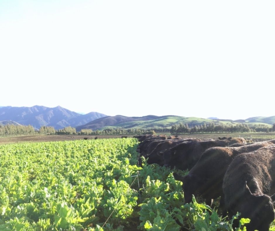 Want to travel the world and learn about agriculture in other countries? Then be sure to apply for this year's Gareth Raw Rees Travel Scholarship. Ioan Williams won in 2019 and has shared his experiences of his trip to New Zealand.

More about his trip ➡️ ow.ly/7Tg750JjF6O