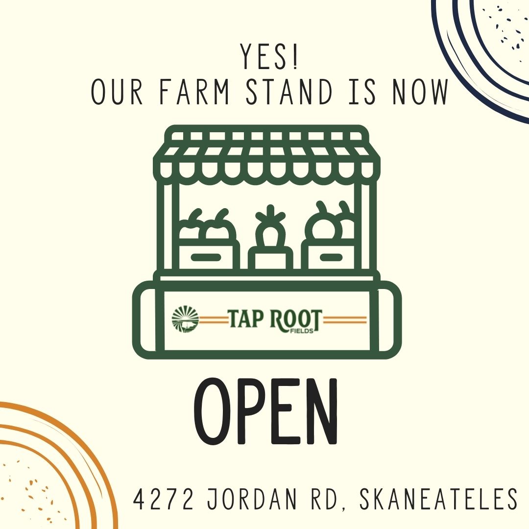Come visit us at 4272 Jordan Rd, Skaneateles. We have pepper plants, tomato plants, herbs, and rhubarb plants. 
.
.
.
#farmstand #memorialdayweekend #supportlocal #smallbusiness #plantsale #skaneatelesfarm #cnyfarms #cnyfarmstand