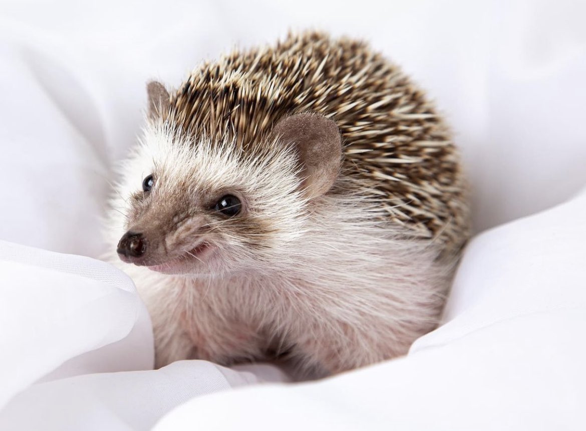 Hedgehog of the Day tweet media