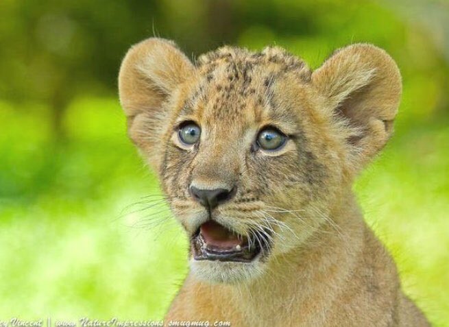 Tarime Noble Heritage tweet media