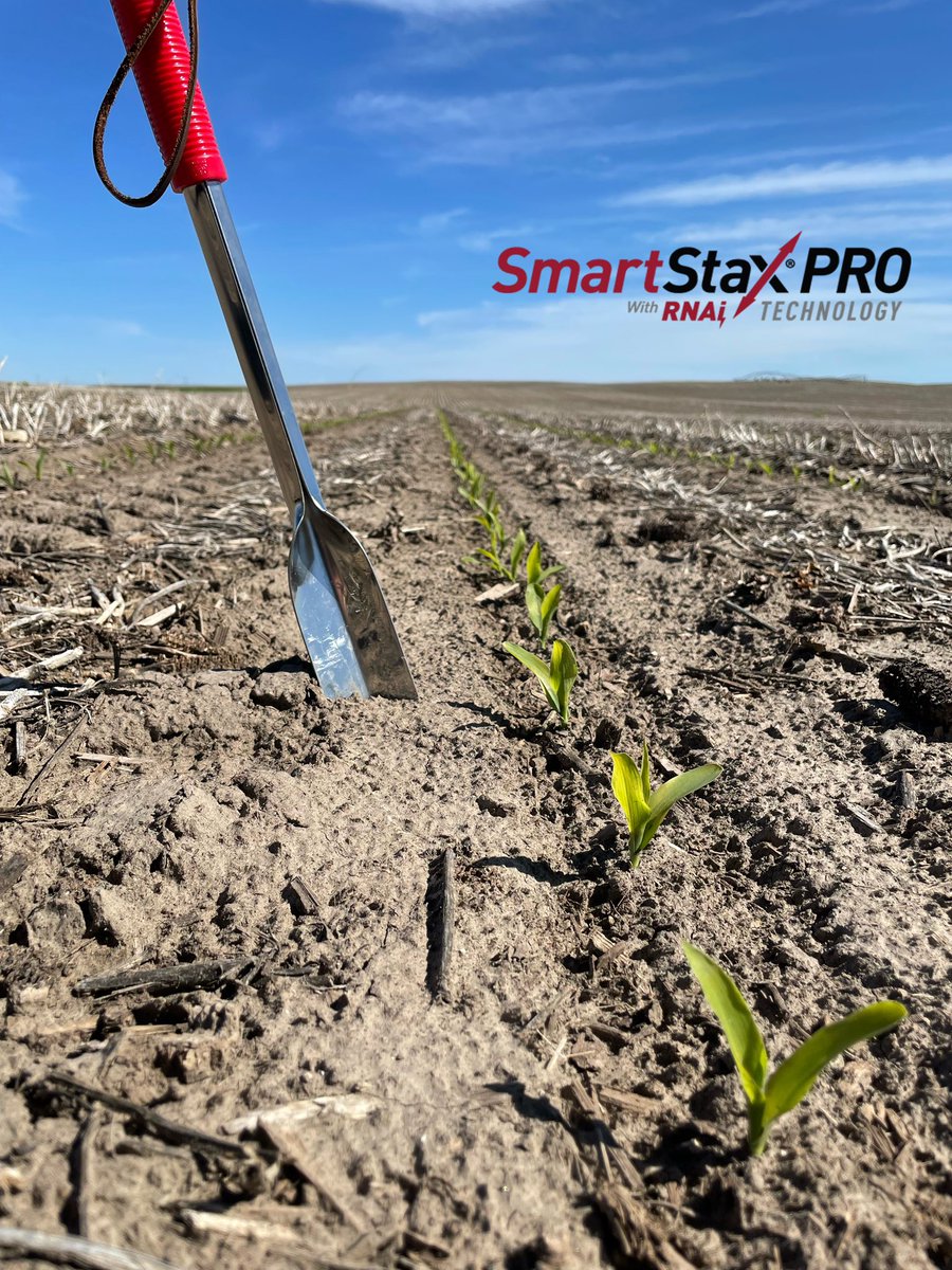 cattleNcrops83's tweet photo. Both new, DKC107-33 &amp; DKC111-33 SS Pro are looking great out of the ground in Central Nebraska. @DKAS_HP https://t.co/VEOB1CvJdk