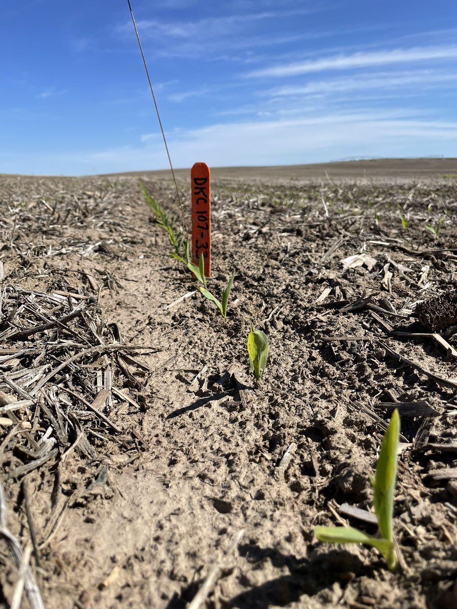 cattleNcrops83's tweet photo. Both new, DKC107-33 &amp; DKC111-33 SS Pro are looking great out of the ground in Central Nebraska. @DKAS_HP https://t.co/VEOB1CvJdk