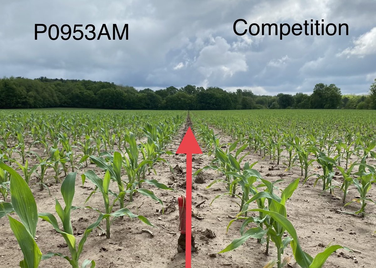 Jeppe Nelson tweet media