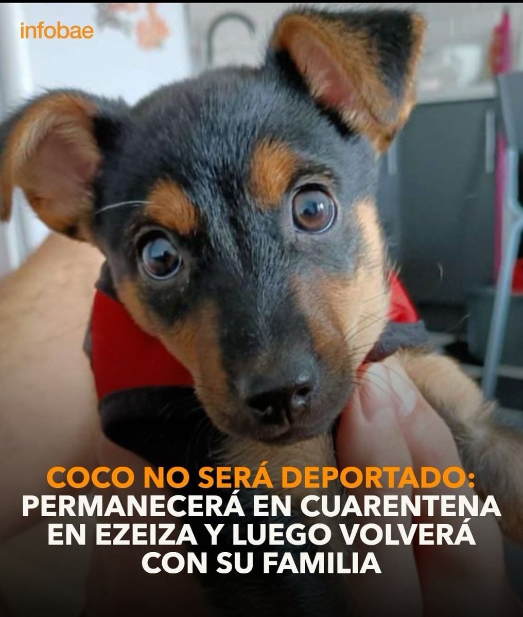 Ivisinger1's tweet image. Excelente noticia  !!! Una vez más lo lograron las redes !!! SIGAMOS 
#LiberenACocoYa 
Coco 💕💕💕💕💕
