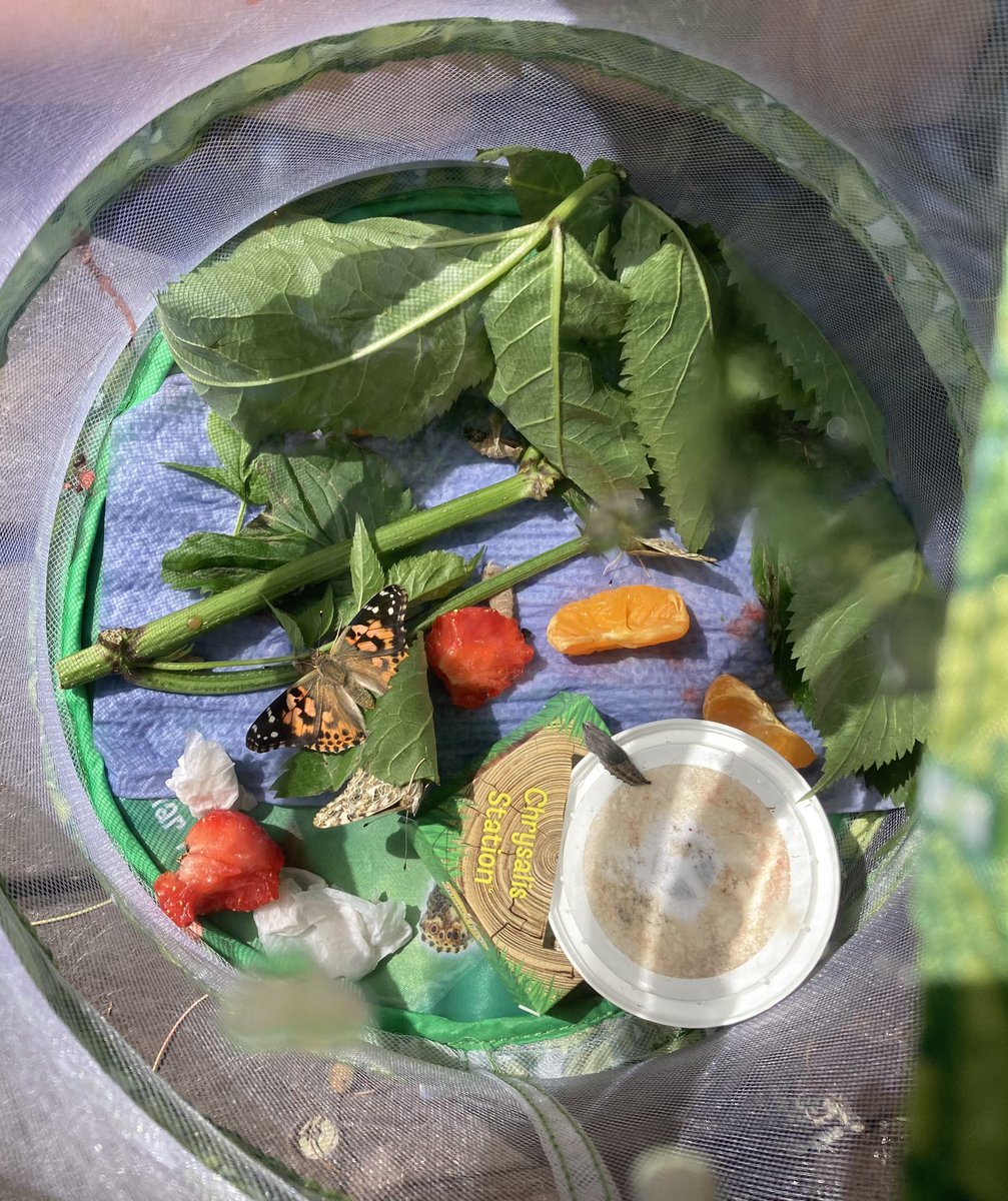 ICPrimarysup's tweet photo. Releasing our beautiful Painted Lady butterflies. We have all learnt so much from watching the life cycle of our butterflies progress within our classroom, what an amazing world we share! ๐๐ฆ๐๐๐
#ThisisAP
#outdoorlearning
#ENWCbutterfliesweek
#exploringnaturewithchildren https://t.co/jcvCTwCnNN