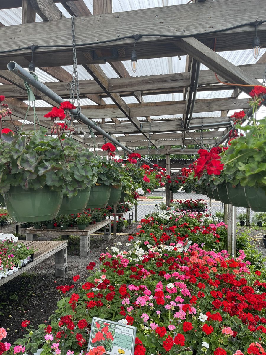 GreenstreetNOVA's tweet photo. Memorial Day #Sale 🇺🇸 
Buy one hanging basket, get one for 1/2 off! 
#alexandriava https://t.co/gcrO1PWgVI