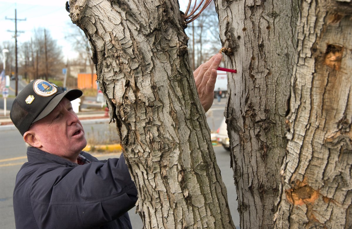 USDA_APHIS's tweet photo. ALB program announces plans for combatting infestations in Massachusetts, New York, Ohio, and South Carolina. Finding ALB sooner eliminates the beetle quicker which saves more trees @StopALB @MassDeptAgr @nyagandmarkets @OhioDeptofAg @SCDAgriculture https://t.co/NaS23YknU4 https://t.co/L2GQzSjcBU