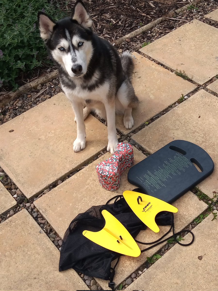 Stewart Bailey (@sbmultisport) on Twitter photo Kody is wondering, who would leave these things at Swimming <a href="/AyrodynamicTri/">Ayrodynamic Triathlon Club</a> ? Kody is wondering, who would leave these things at Swimming <a href="/AyrodynamicTri/">Ayrodynamic Triathlon Club</a> ?