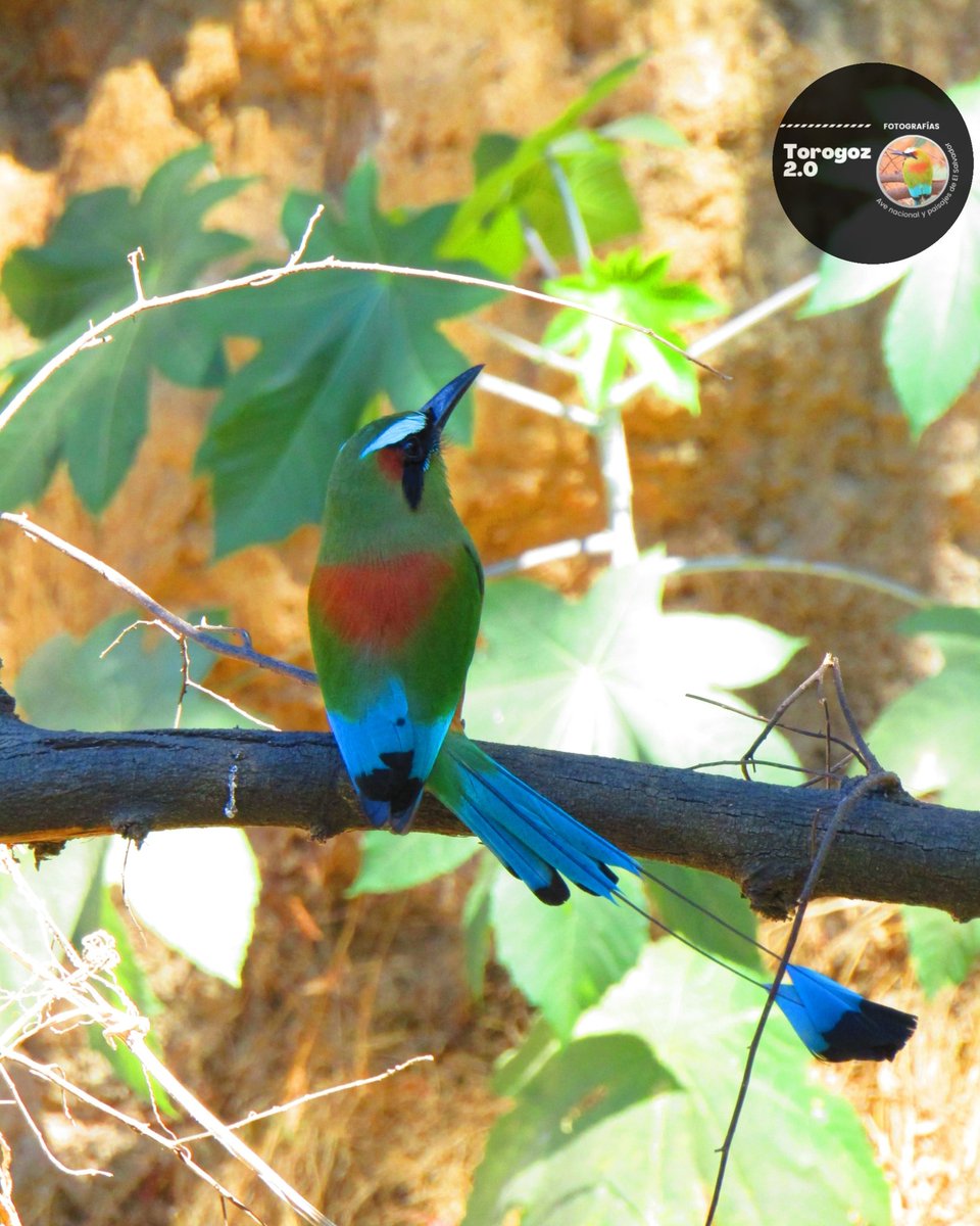 torogoz2_0's tweet photo. Ave Nacional
Torogoz

🇸🇻❤️
.
.
.
.
#elsalvador #503nation #sivar #sv #santaana #torogoz #ave #nacional #canon #nature #photography #policromo #colores #belleza https://t.co/pqhdh6Zlby