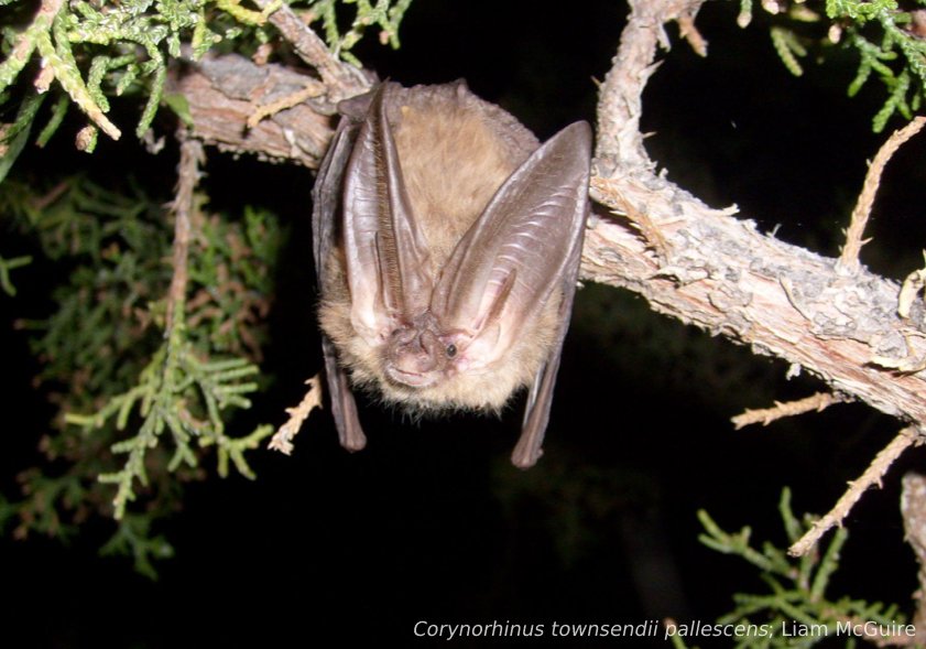 LAST CHANCE for early bird (bat) registration! The discounted registration period ends May 31, and registration cost goes up on June 1. Get registered now and save yourself money!