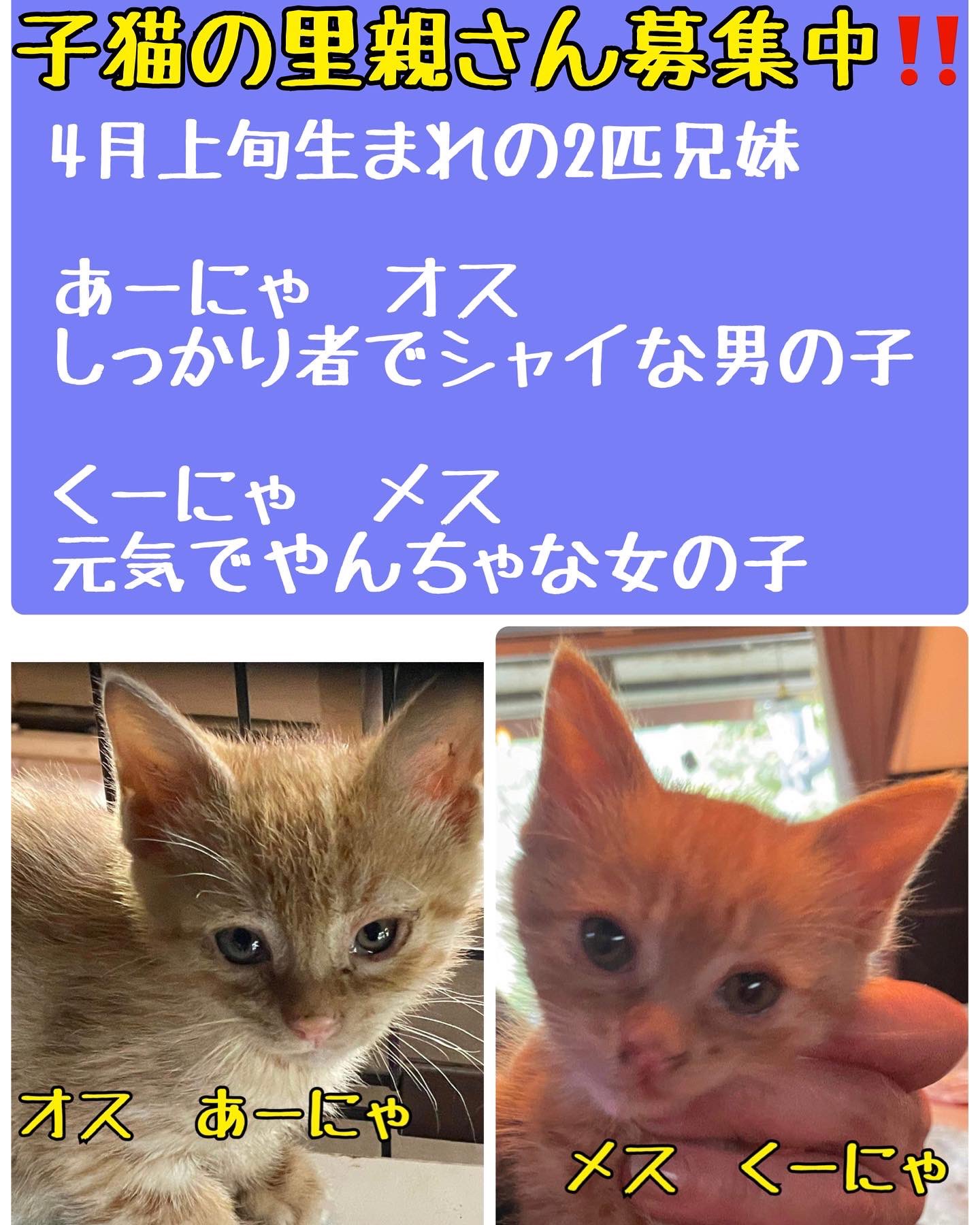 Npo法人たんばコミュニティハブ 子猫の里親さん募集中 個人の方が保護をされている子猫です 4月上旬生まれの2匹兄妹 茶トラ オス あーにゃ しっかり者でシャイな男の子 茶トラ メス くーにゃ 元気でやんちゃな女の子 2匹とも猫エイズ陽性ですが半年後 Npo法人たんばコミュニティハブ 子猫の里親さん募集中 個人の方が保護をされている子猫です 4月上旬生まれの2匹兄妹 茶トラ オス あーにゃ しっかり者でシャイな男の子 茶トラ メス くーにゃ 元気でやんちゃな女の子 2匹とも猫エイズ陽性ですが半年後