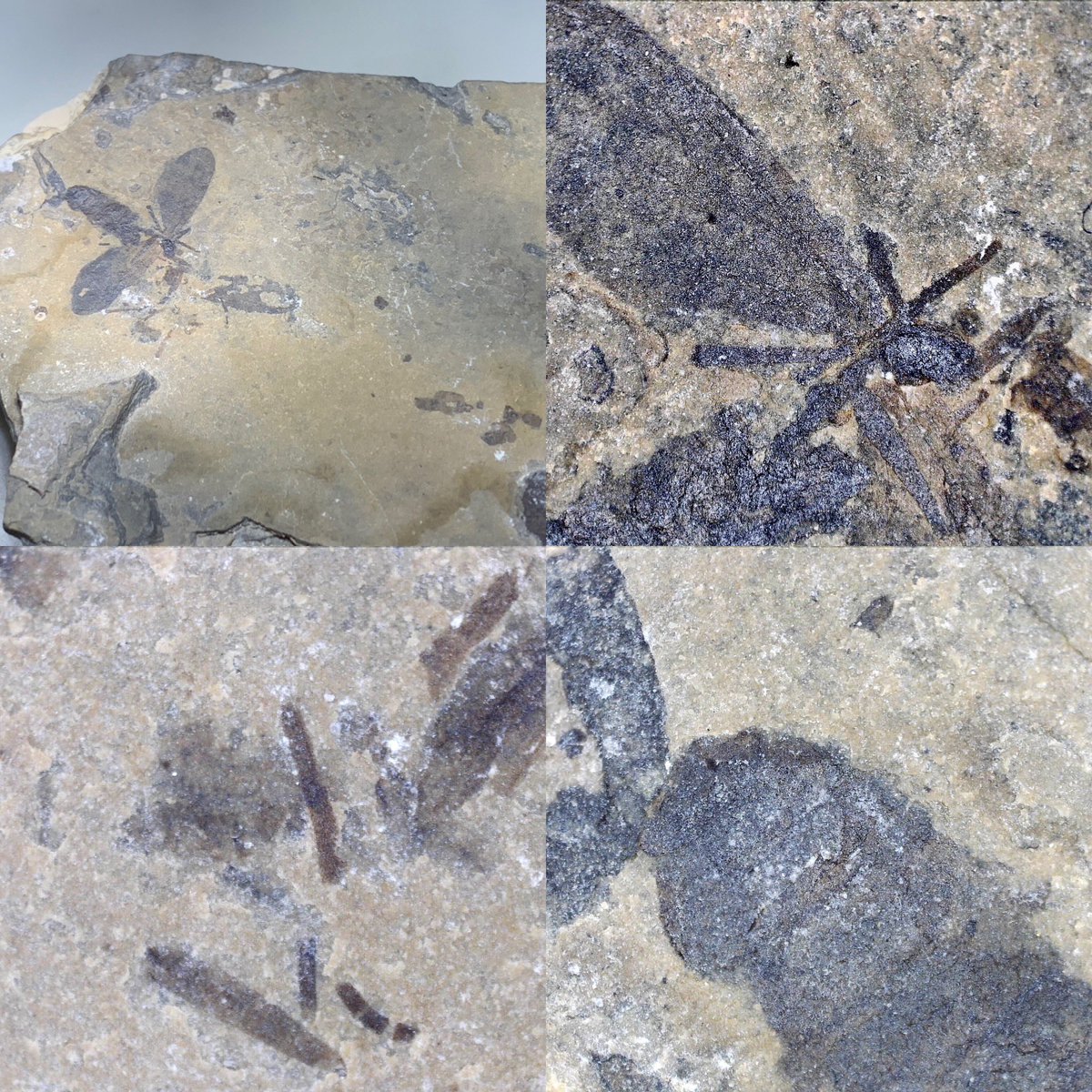 dr_dappleton's tweet photo. So #FossilFriday how about a #fossil #marchfly in May ? #fossils #paleontology #entomology #paleoentomology #insect #insectfossil #fossilinsect #insects #eocene #fossilfly #photography #NaturePhotography #nature https://t.co/k13ZjqVpW7