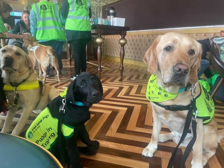gaston_mccarthy's tweet image. Had a really exciting day fundraising for #GuideDogDay. I ended up hanging out with Yanson 2 years old &amp;amp; Steele (3 months old). Lots of people came up to say hello &amp;amp; give us money to train other dogs like me. If you want to give money go to the @irishguidedogs website, thanks
