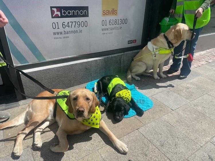 gaston_mccarthy's tweet image. Had a really exciting day fundraising for #GuideDogDay. I ended up hanging out with Yanson 2 years old &amp;amp; Steele (3 months old). Lots of people came up to say hello &amp;amp; give us money to train other dogs like me. If you want to give money go to the @irishguidedogs website, thanks