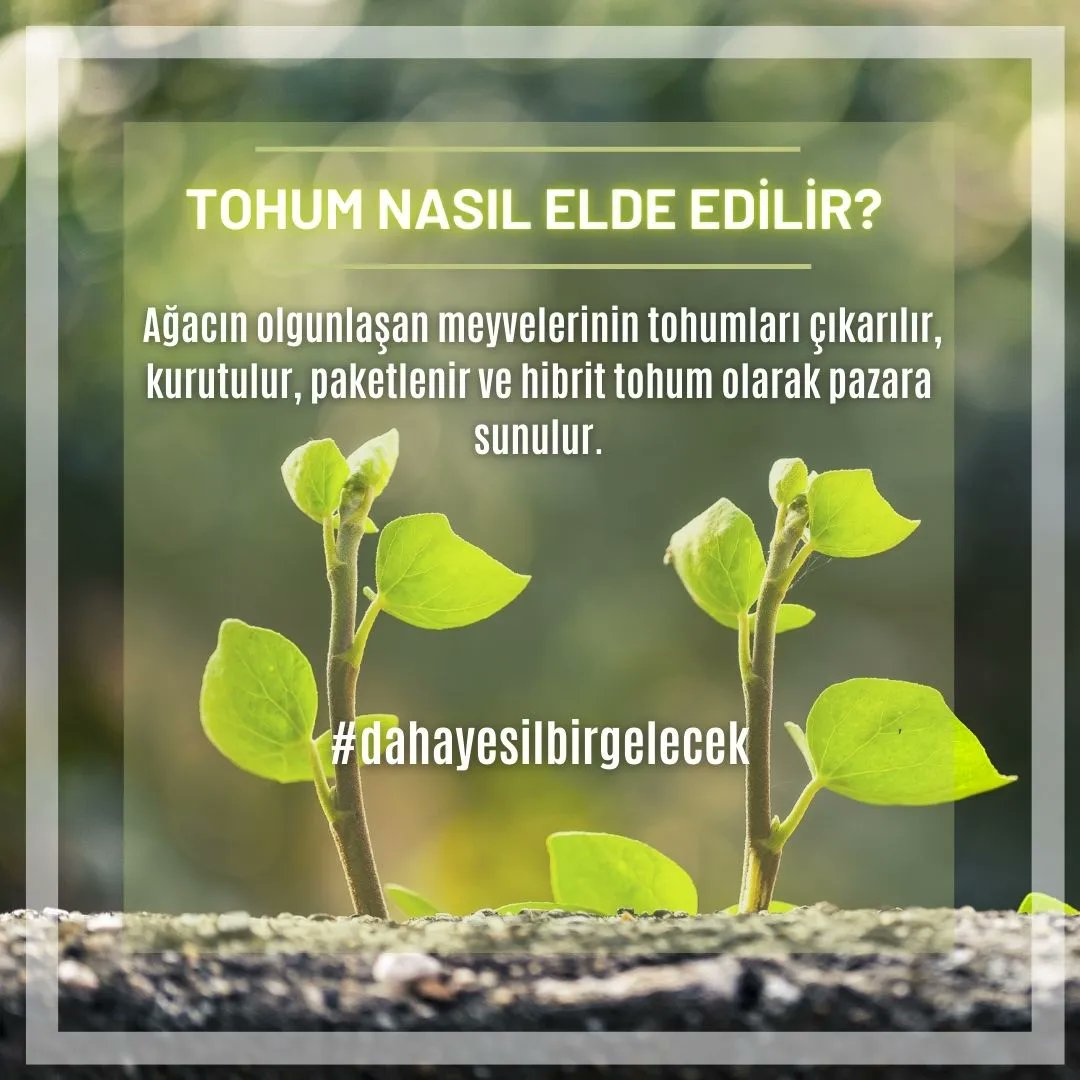 teknefesteist's tweet photo. Tek Nefeste İstanbul Projesi olarak hazırladığımız #yesilkose'den
Herkese Merhabalar 🍀 

Bunları Biliyor Musunuz? Köşemizde bugün bir tohumun fidan olana kadar geçirdiği gelişim süreçlerine yakından bakacağız.. 🔍💚

#dahayesilbirgelecek https://t.co/EbzuxZ97To