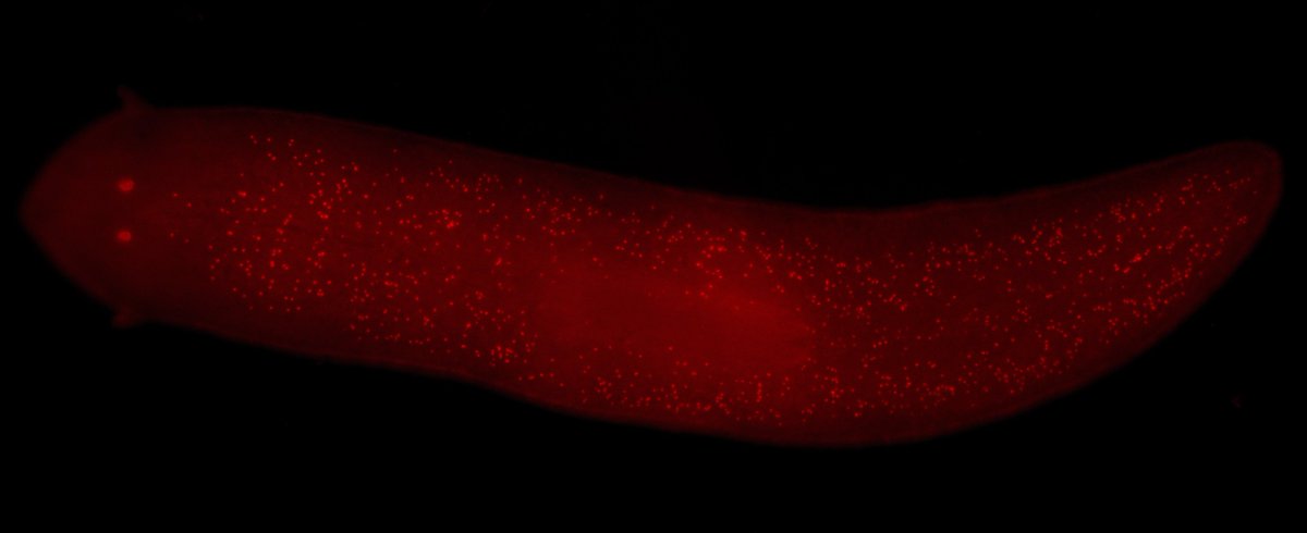 Inmunotinción de células proliferativas que hice para mi tesis de pregrado en el Lab116 de Biología del Desarrollo #planaria
