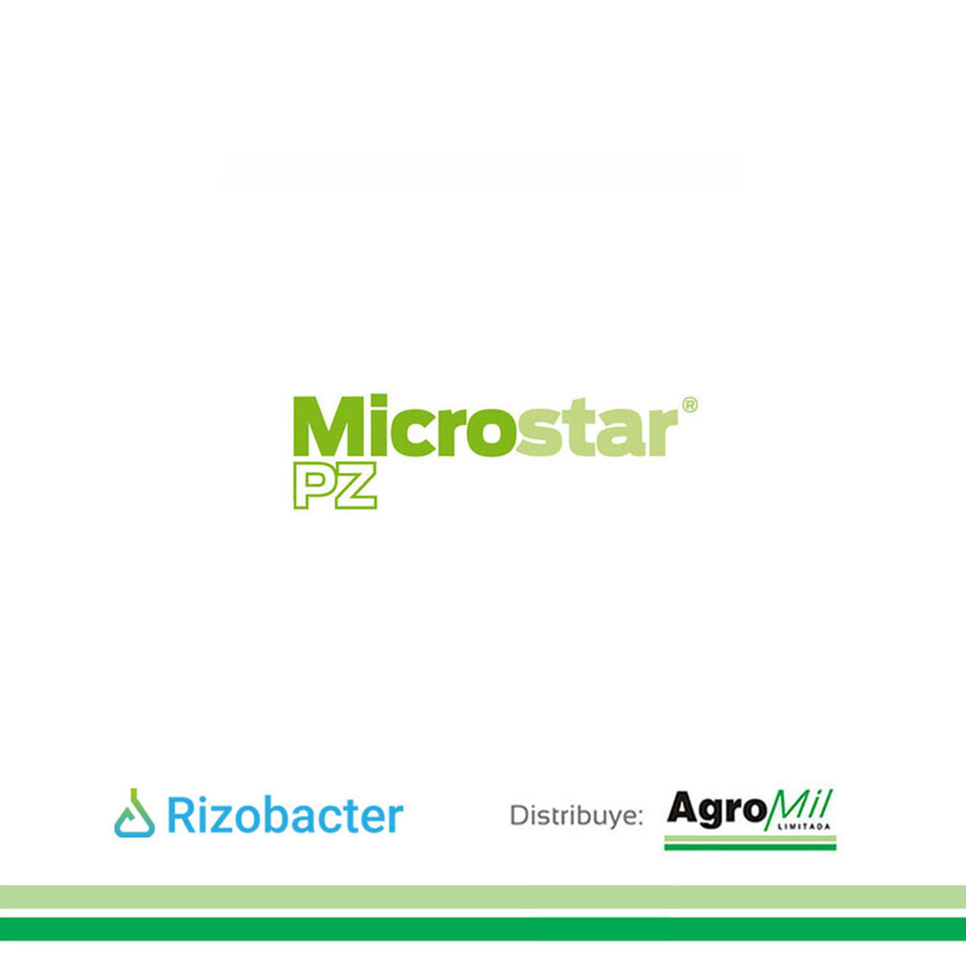 agromil_ltda's tweet photo. Raigrás Winter III con Lotus Rincón y #MicrostarPZ 👍 Pronto para pastorear, 45 días de la siembra. 📍 En Paso Hospital, Rivera. 👥 @AgrocentroUY Melo, @RizobacterU y Agromil.
#MicrostarRaigras #RizobacterUruguay https://t.co/6vG5WnrVke