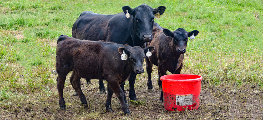 When black cattle start to exhibit a reddish tint to the hair on their back and shoulders, it indicates a copper deficiency. ow.ly/JBPA50Jicfs #ABBx