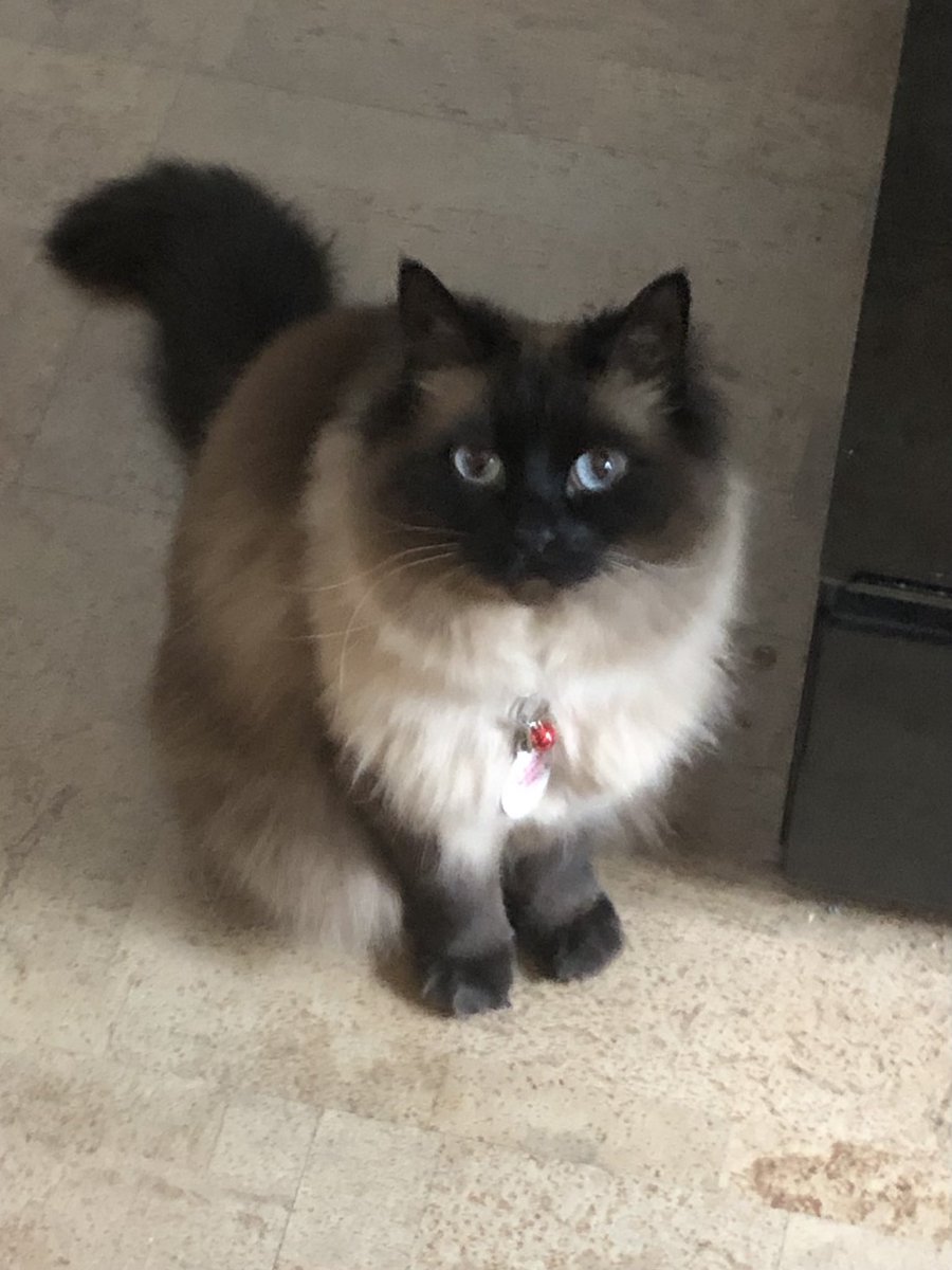 lisabc's tweet photo. @SluggoDoug 
May I introduce you to HRH Suki, Queen of Toe Beans. 💗
#firstwavekitty https://t.co/EvJM0Xtey1