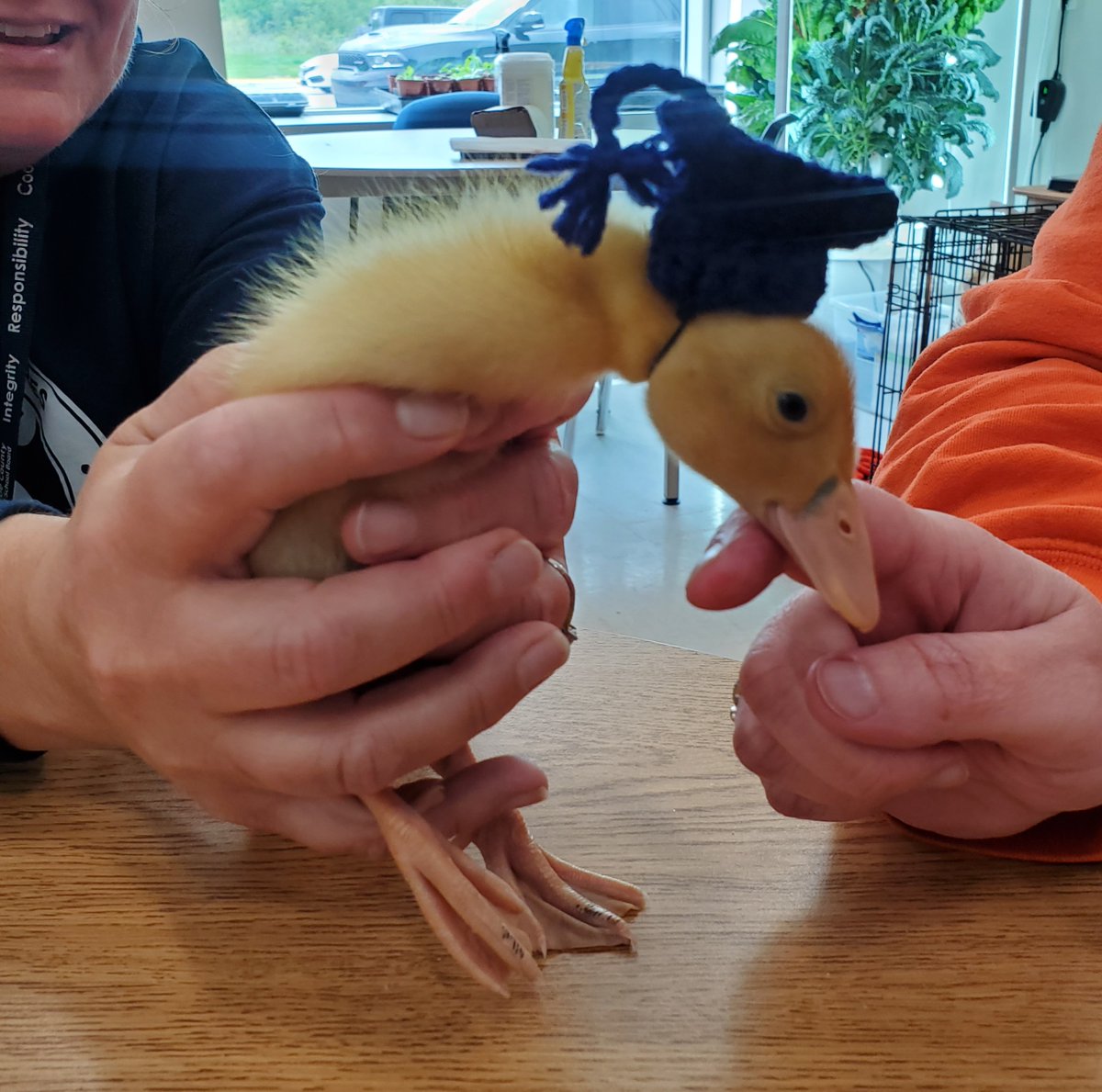 SSSSMidland celebrates their most recent Graduates, FrenchFry, Poutine &amp; Pokey.  All want to work in Agriculture and are thankful to the staff and students at  the Shores for their own personal pond and all the love. <a href="/LL_MSmith/">LL Millard-Smith</a> <a href="/SCDSB_Schools/">Simcoe County District School Board</a> <a href="/SCDSB_Wellness/">SCDSB Mental Heath & Well-being & Health/Wellness</a>