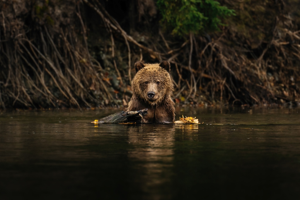 We're a proud supporter of the Brown Bear Research Network, which facilitates innovative and progressive research on Grizzly Bears in the Bella Coola Valley and Great Bear Rainforest. 

📸  <a href="/jesajaclass/">Jesaja Class</a>

#greatbearrainforest #sustainability #tweedsmuirparklodge