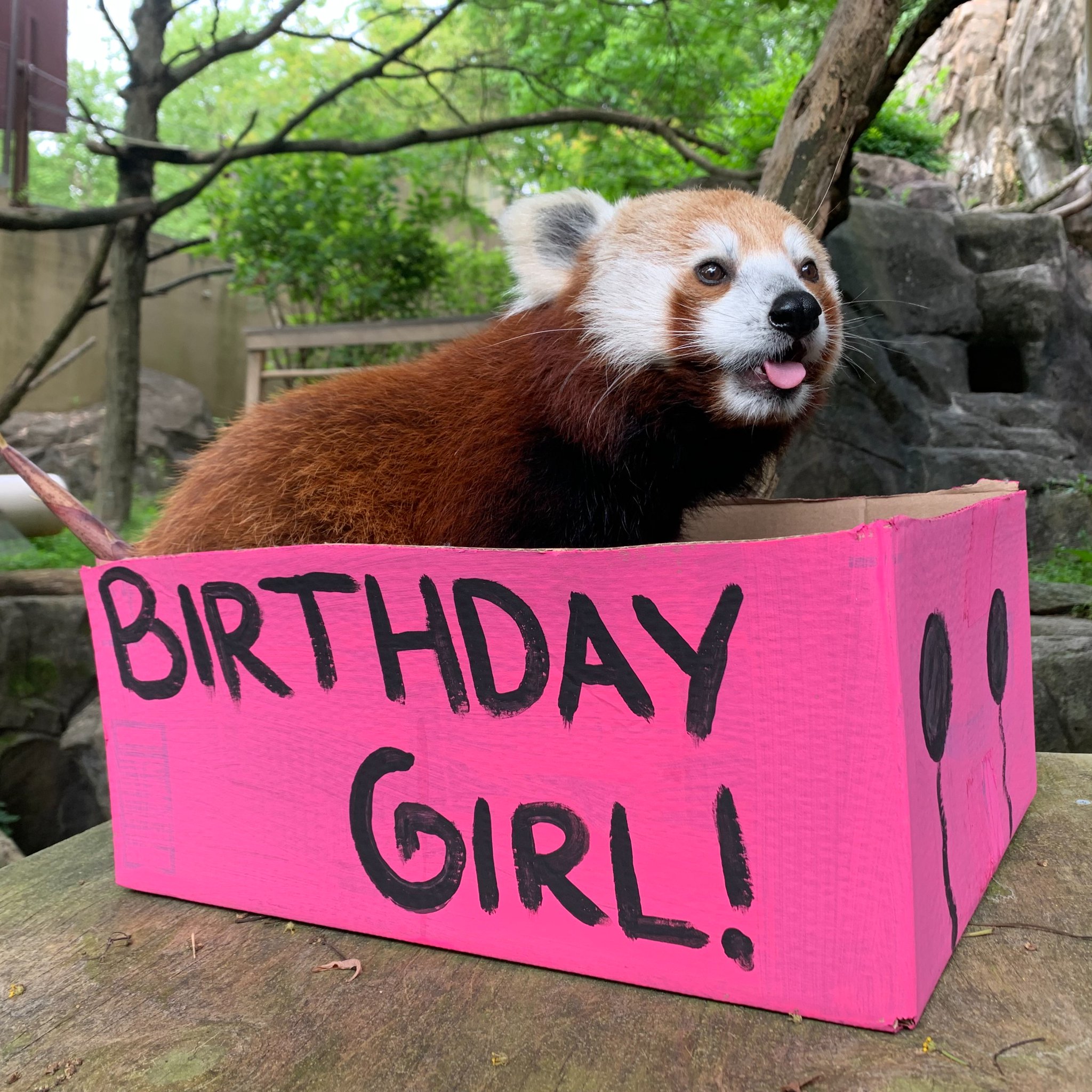 National Zoo on Twitter: " ļøš¼ Our bold and clever "red panda in charge