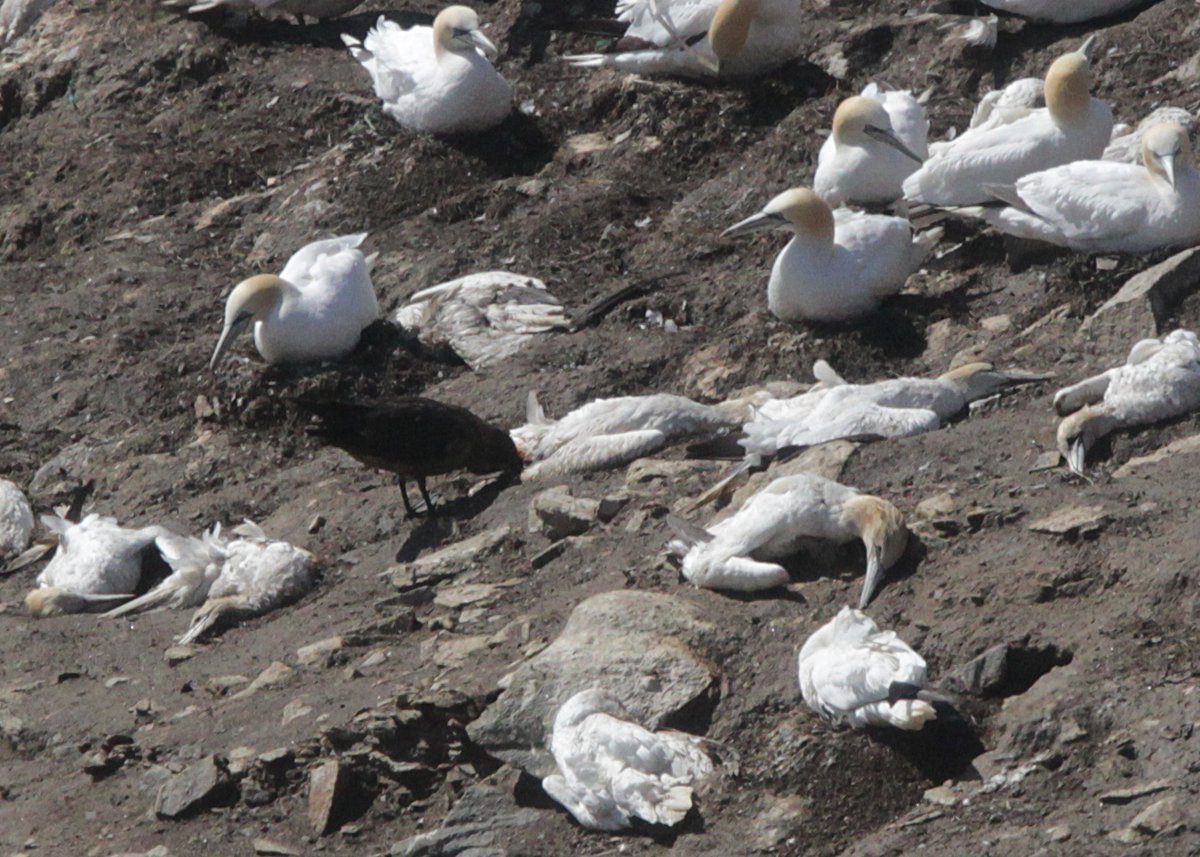 What looks to be Highly Pathogenic Avian Influenza  making inroads into the Gannet population at Hermaness, #Shetland. A Bonxie scavenges a dead bird.  1000s of Gannet still breeding.
Great to have the Seabirds Count census for baseline, but now need new surveys to assess impact