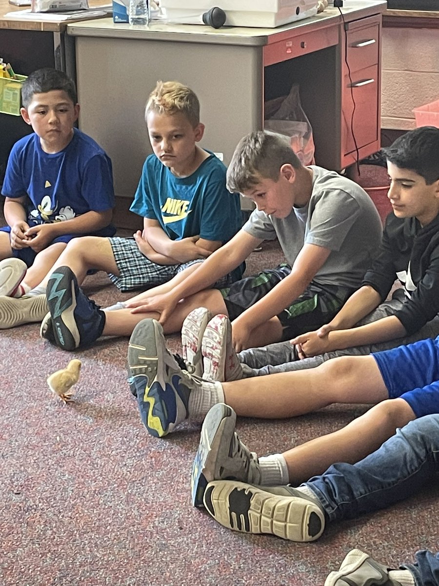 ChircoMs's tweet photo. We hatched baby chicks in science and learned about different traits they acquire from their parents! #warh https://t.co/oahHRs75HF