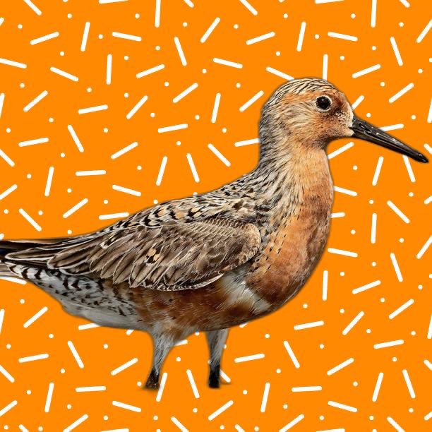 Excited to introduce my new collection, Moonbirds.

This set of 100 unique artworks was inspired by B95, a shorebird commonly known as moonbird, that is celebrated for its longevity as the oldest known member of its species.

25 have been reserved to airdrop to holders of…