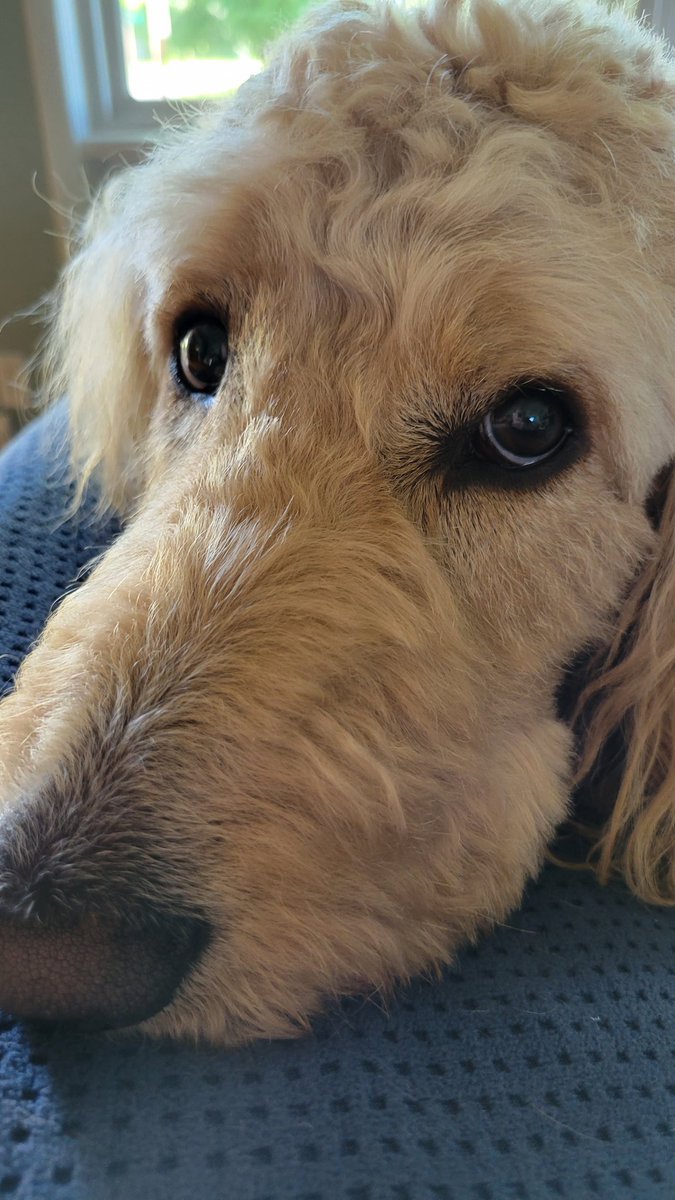 KittyCat1964's tweet photo. He's giving me the #puppydog eyes bc he wants to go over to his (my) friend's houses for HH this eve. What a #lush ๐๐ฅ #HappyMemorialDayWeekend #ziggyjohn https://t.co/VunBVDSgQP