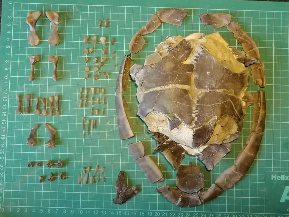 ForumFossil's tweet photo. For fossil Friday this week I wanted to post this beautiful fossil turtle I found a while back from the Eocene, London clay of the Isle of Sheppey. Most likely Puppigerus sp.#fossilfriday #turtlefossil #Londonclay #Sheppey #Eocene #Ypresian https://t.co/W8br49P3UL
