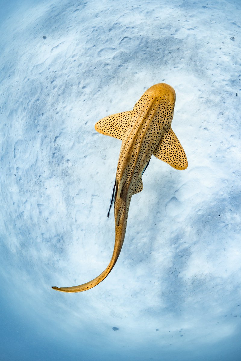 Shark Week tweet media