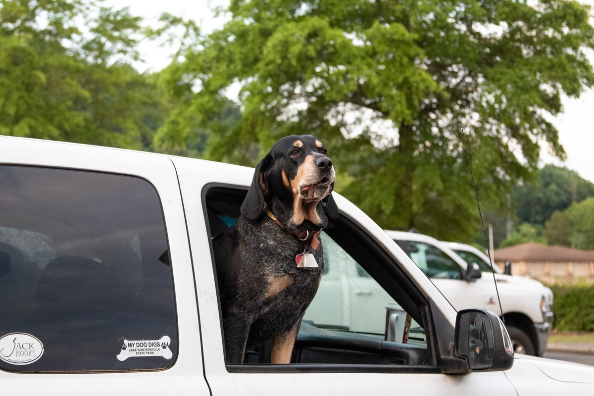 MajorLeagueFish's tweet photo. "Man's best *fishing* friend!" Show us a photo or two of your favorite canine fishing buddy!

#WEAREbassfishing https://t.co/TTd8j75R4J