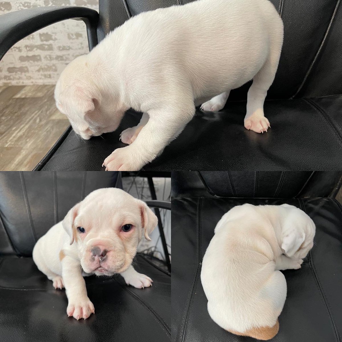 kidomiru's tweet photo. Old English Bulldog Puppies for SALE
Only TWO Left
Mother will NOT be having another litter https://t.co/EYGF5vRLEa