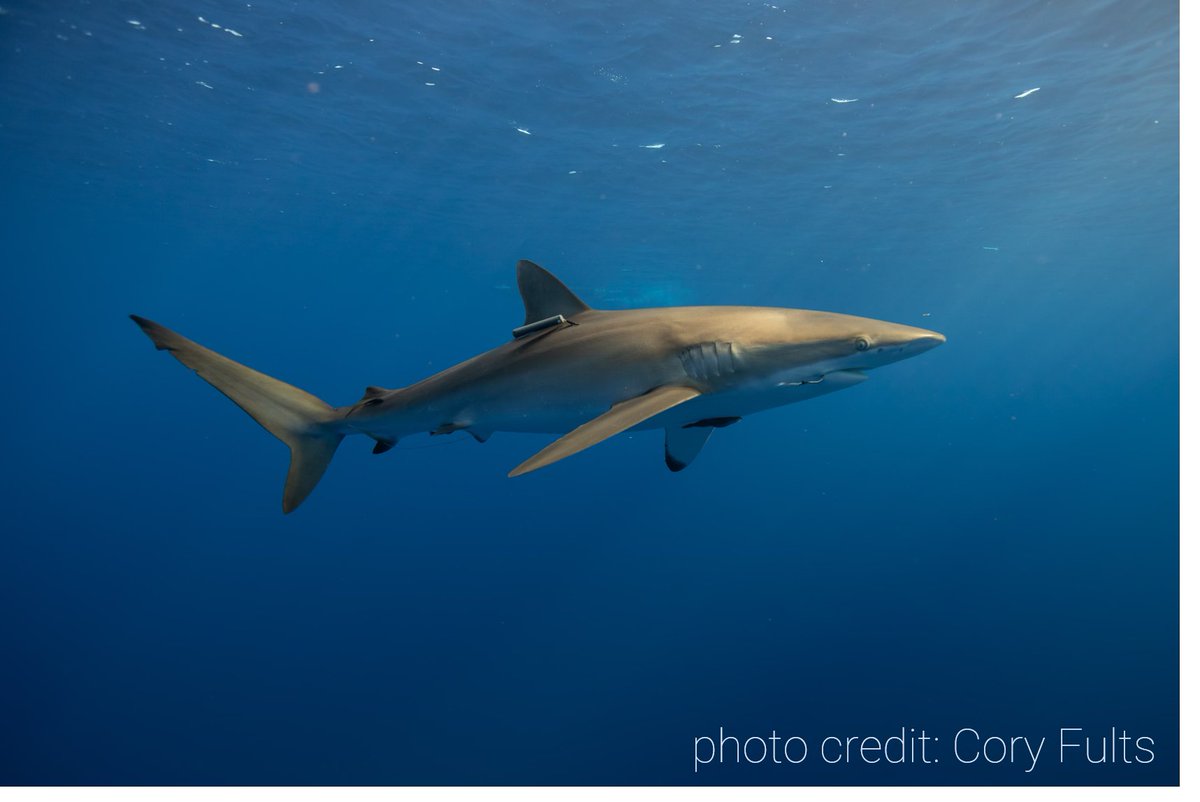 Shark Tagger (@sharktagger_hi) on Twitter photo Seeking collaborators for the Pacific Islands Region Acoustic Telemetry (PIRAT) network. Collaborators will receive data if their tagged animals swim past any receiver in the network. For more info. visit our website piratnetwork.org or email pirat@hawaii.edu. Seeking collaborators for the Pacific Islands Region Acoustic Telemetry (PIRAT) network. Collaborators will receive data if their tagged animals swim past any receiver in the network. For more info. visit our website piratnetwork.org or email pirat@hawaii.edu.