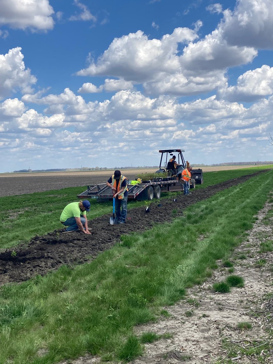 MBHabitat's tweet image. The next phase of tree planting on the TransCanada Highway Shelterbelt Project is underway near the Red Barn. 20 km of trees and shrubs will be planted this spring!