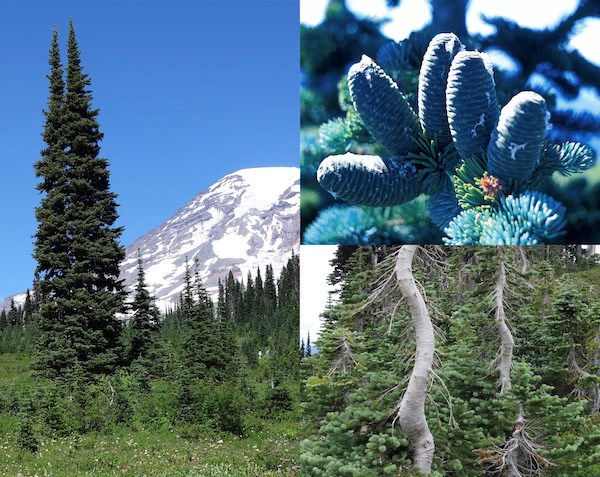 DiscoverRainier's tweet photo. Have you ever wondered what kind of trees look like tall, thin spires or has gnarled, twisted trunks? That tree is the Subalpine Fir (Abies lasiocarpa). This fir has blue-green & blunt needles with smooth grey trunks.
#trees #MORA #findyourpark #ourbackyardrocks #flora https://t.co/qGmgpF5tG6