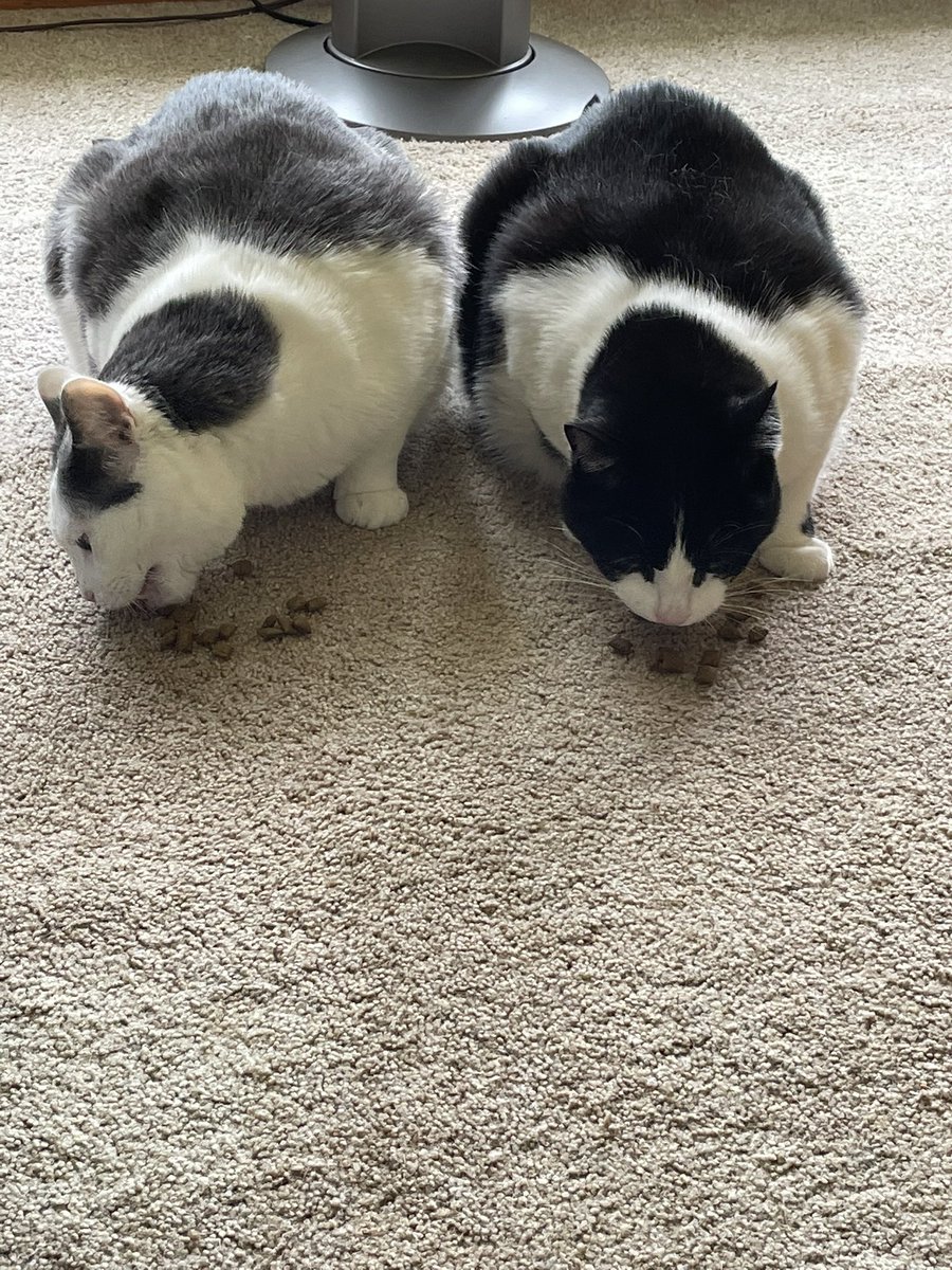 The brothers eating some treats! Jerry and Tom! #cats #CatsOfTwitter